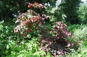 Cercis canadensis 'Forest Pansy' (02/07/2016, Kew Gardens, London)