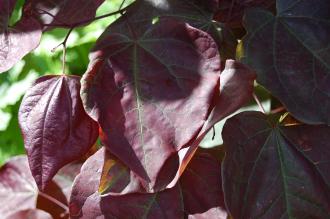 Cercis canadensis 'Forest Pansy' Leaf (02/07/2016, Kew Gardens, London)