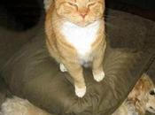 Over-Powered Dogs Being Bullied Cats