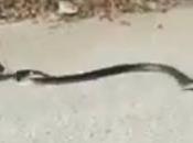 Mommy Saves Baby from Snake