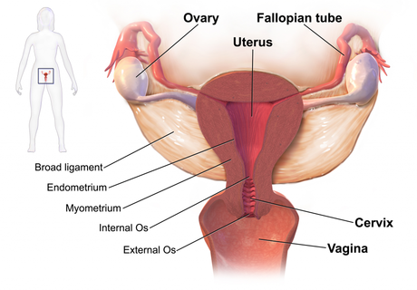 Herbal treatment for ovarian cysts