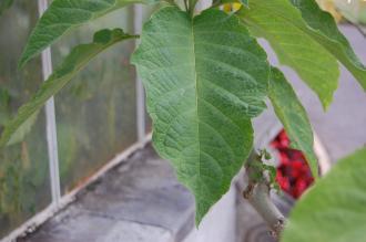 Brugmansia suaveolens Leaf (02/07/2016, Kew Gardens, London)