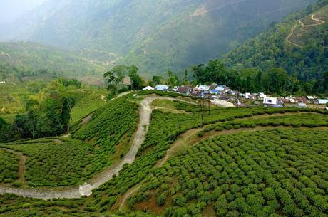 Why Darjeeling should be your next destination?
