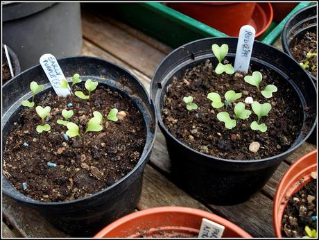 Planting PSB for next Spring