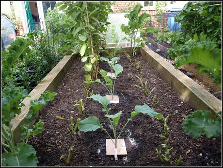 Planting PSB for next Spring