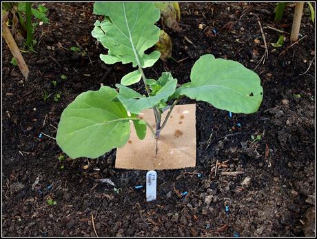 Planting PSB for next Spring