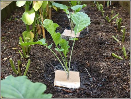 Planting PSB for next Spring