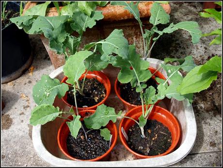 Planting PSB for next Spring