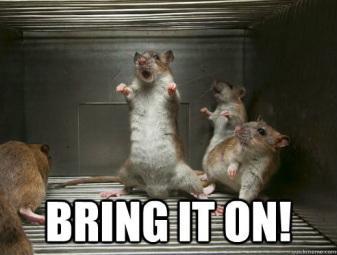 What is Foolproof Really About? rat