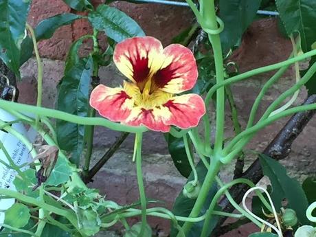 nasturtium