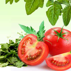 Tomato Leaf Corriander Fragrance Oil