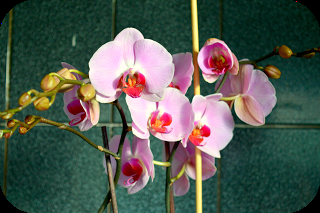 Orchid-ding Me! Serenata Flowers Update