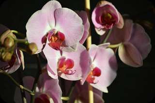 Orchid-ding Me! Serenata Flowers Update