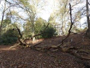 Woody debris in Bedfordshire, UK, by Claire Wordley