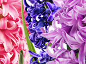 Hyacinth Fragrance