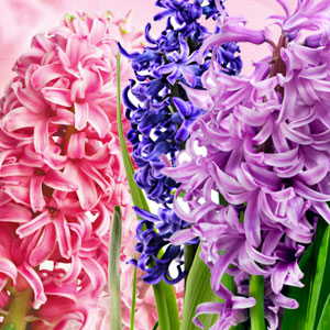 Hyacinth Fragrance Oil