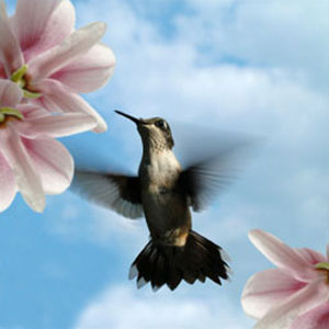 Hummingbird Fragrance Oil