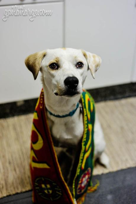 Ice the Dog celebrating Portugal’s win at Euro 2016