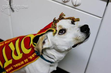 Ice the Dog celebrating Portugal’s win at Euro 2016