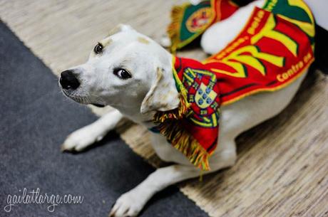 Ice the Dog celebrating Portugal’s win at Euro 2016