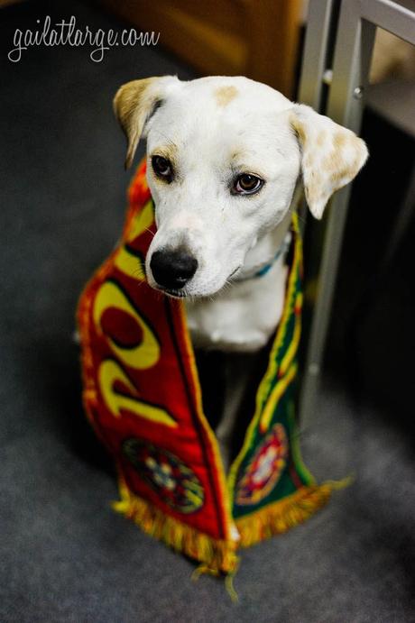 Ice the Dog celebrating Portugal’s win at Euro 2016