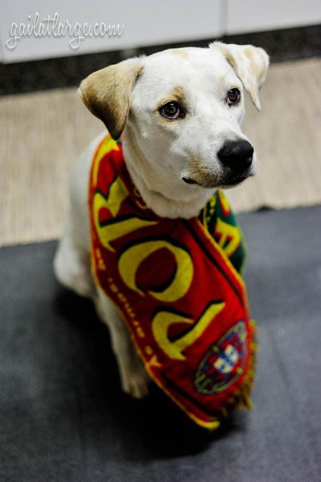 Ice the Dog celebrating Portugal’s win at Euro 2016