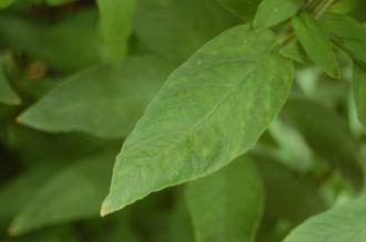 Lysimachia punctata Leaf (02/07/2016, Kew Gardens, London)