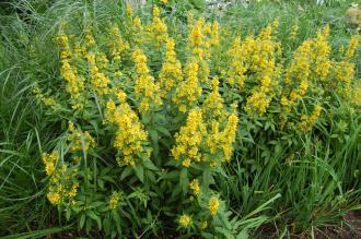 Lysimachia punctata (02/07/2016, Kew Gardens, London)