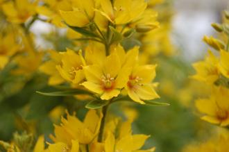 Lysimachia punctata Flower (02/07/2016, Kew Gardens, London)