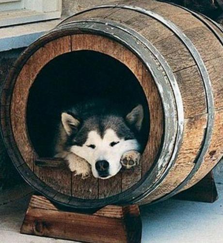 Wooden Barrel Transformed Into a Dog House
