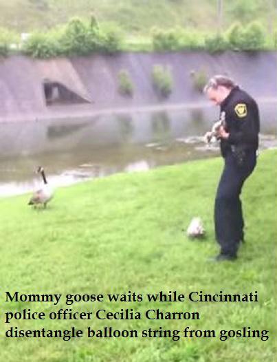 Officer Cecilia Charron tries to untangle gosling