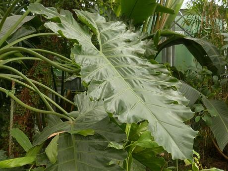 leaf-large-green-philodendron