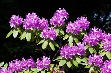 rhododendron-traub-notes-doldentraub