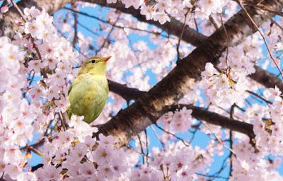 Japanese Beauty Secrets That You Should Know