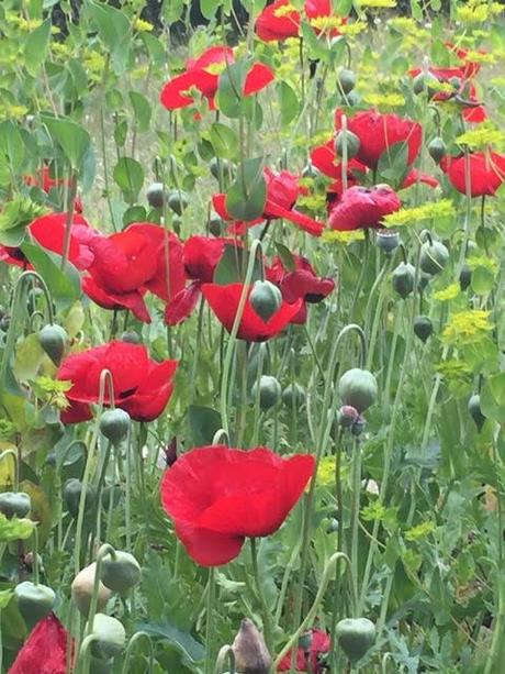 The Turkish Tulip Poppy - Papaver glaucum, long-flowering and named because of the (upside-down) tulip-shaped buds.
