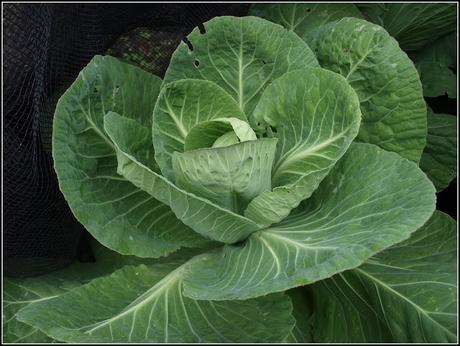 Cabbage 