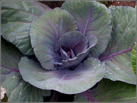 Cabbage 