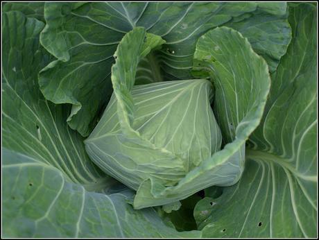 Cabbage 