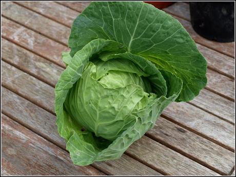 Cabbage 