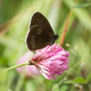 Ringlet