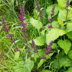 Hedge Woundwort