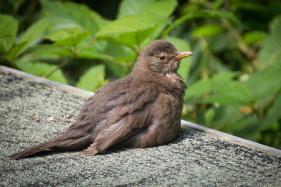 Blackbird fledgling_2.jpg