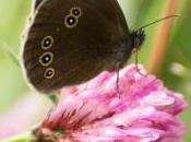 Lonely Ringlet, Other Garden Tales