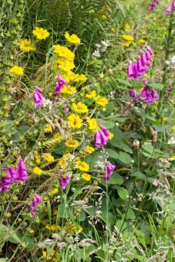 Foxgloves and Biting Stonecrop