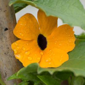 Black-eyed Susan