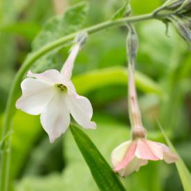 Tobacco plant (Nicotiana)