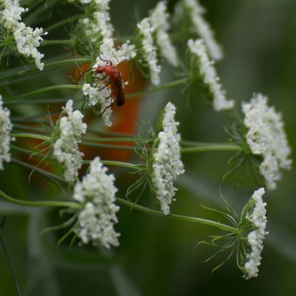 Red soldier beetle on Bishop's Flower