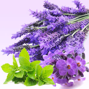 Lavender Mint WOW Fragrance Oil