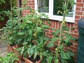 Tomato Progress Report