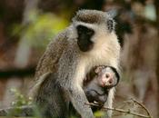India Tour West Indies Getting Know Vervet Monkeys Basseterre
